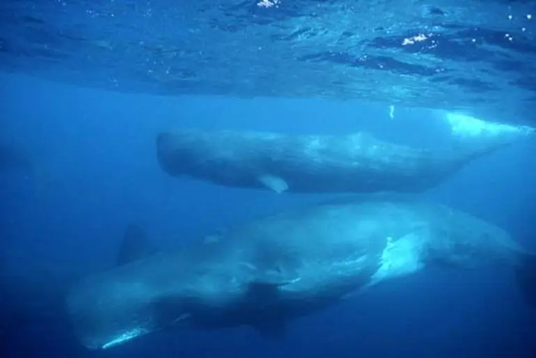 Image: Sperm whales