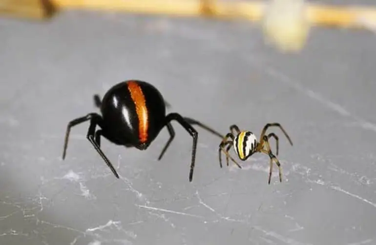 Image: Katipō spiders