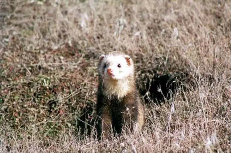 Image: Ferret
