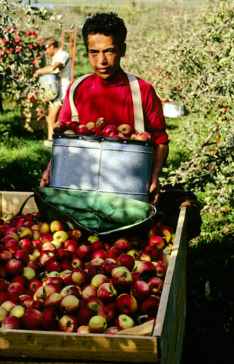 Image: Picking apples