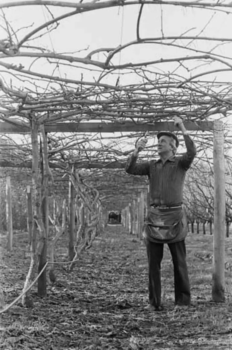 Image: Pergola frames