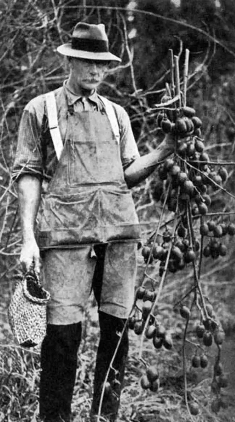 Image: Hayward Wright and kiwifruit