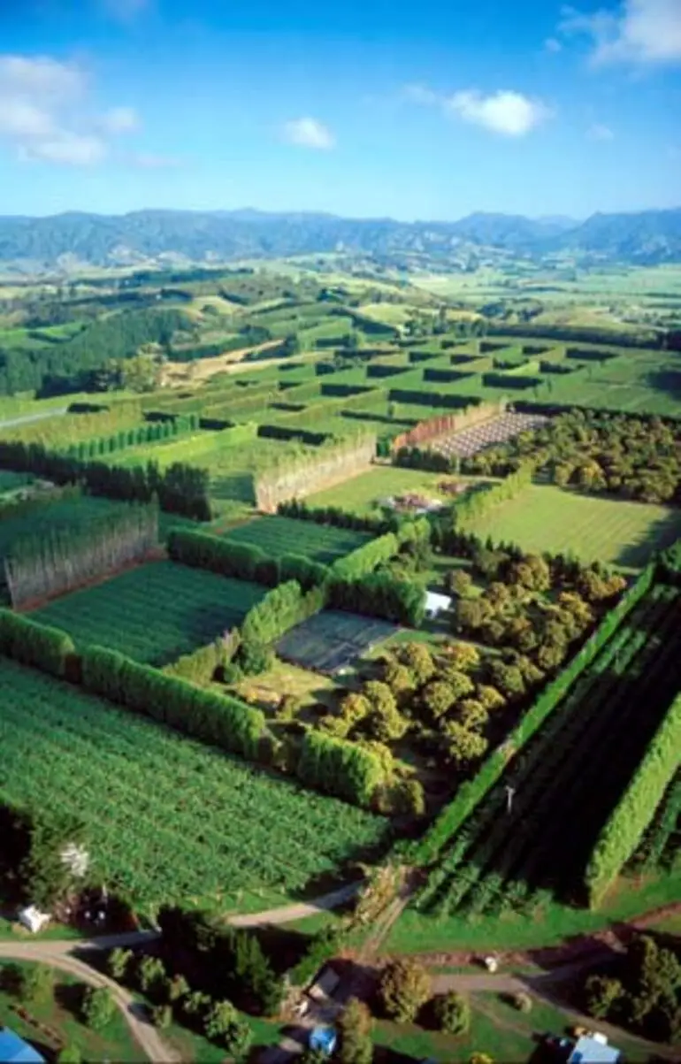 Image: Kiwifruit hectarage