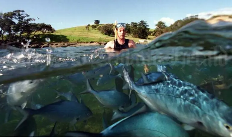 Image: Swimming in a marine reserve