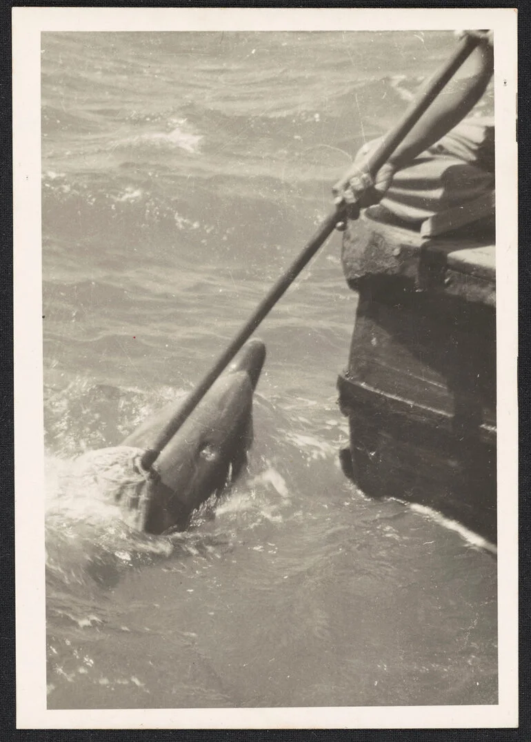 Image: Opo the dolphin being rubbed with a mop