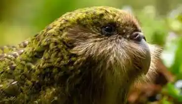 Image: Meet kākāpō - NZ bird of the Year 2020