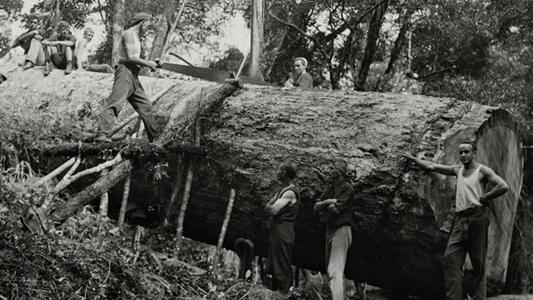 Image: Song of the Kauri