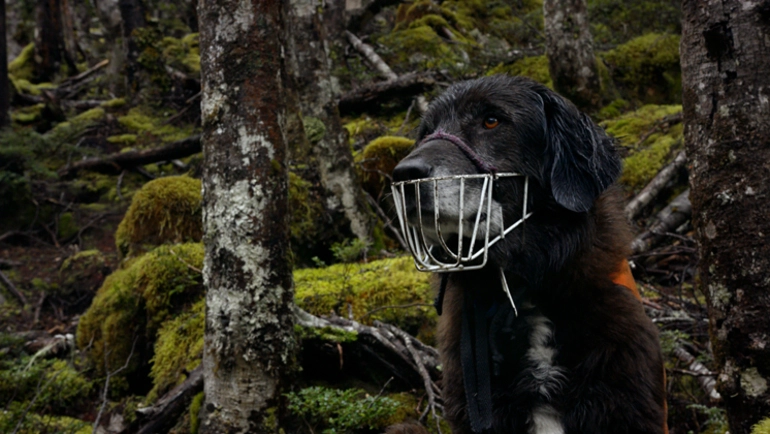 Image: Loading Docs 2017 - Ajax the Kea Conservation Dog