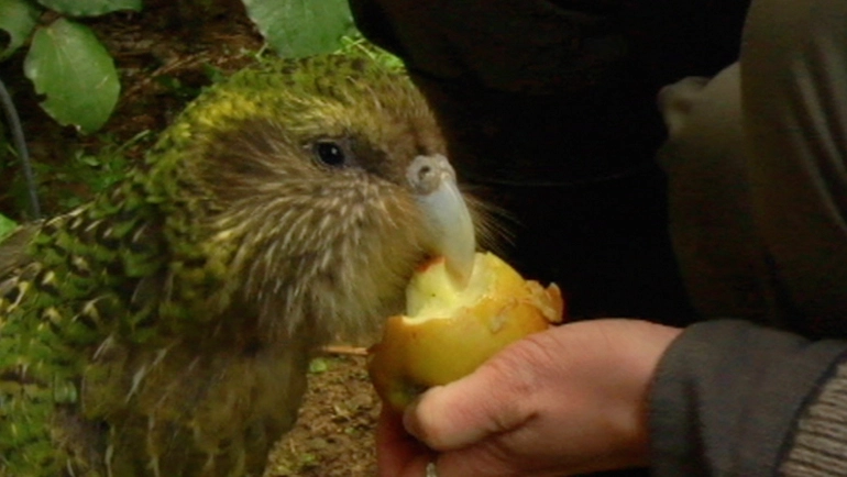 Image: Meet the Locals: Sirocco the Kākāpō