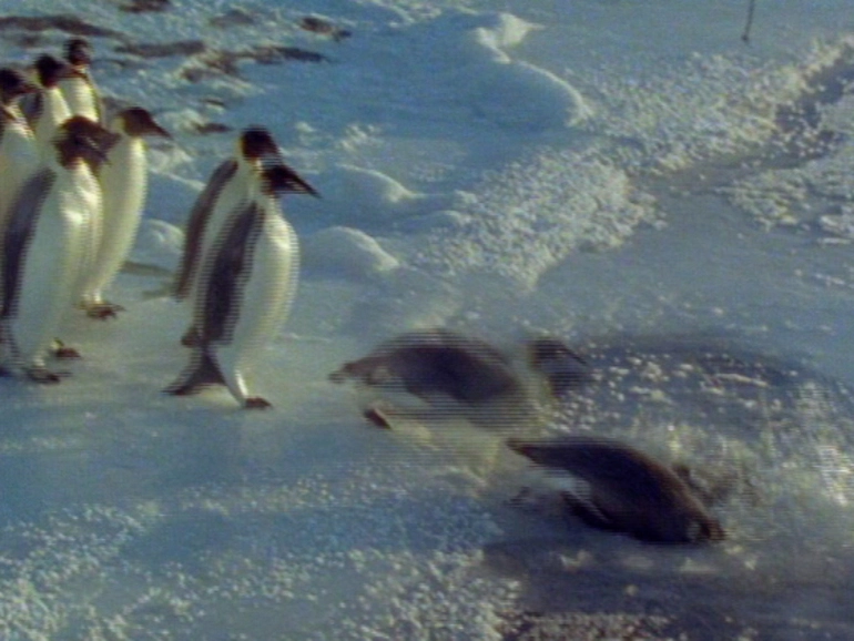 Image: Emperors of Antarctica