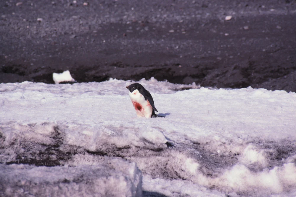 Adelie penguin 様オーダー Myeongho Seo | Adélie penguins are very curious. When they