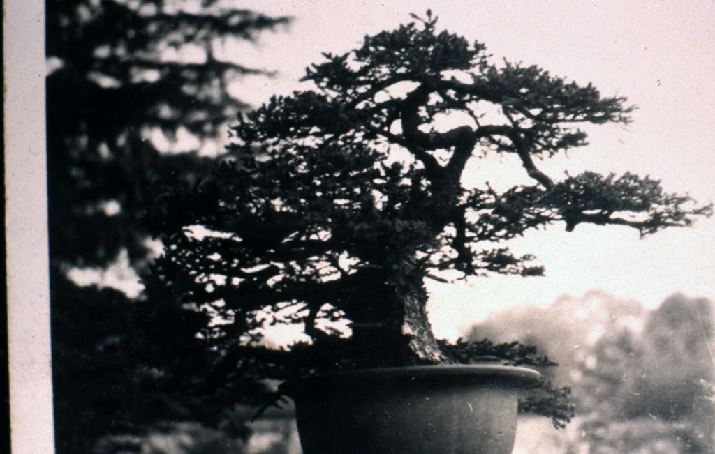 Bonsai tree, Tokyo, 1951