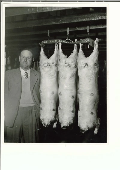 Amberley A&P Show 1957 prize winning fat lambs