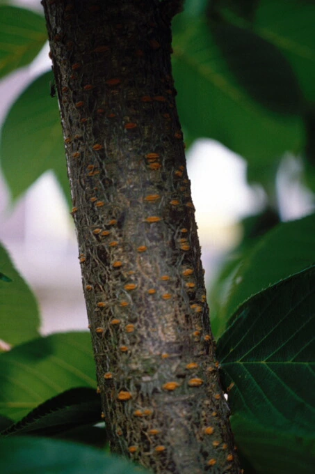 Lenticels Japanese Cherry 2