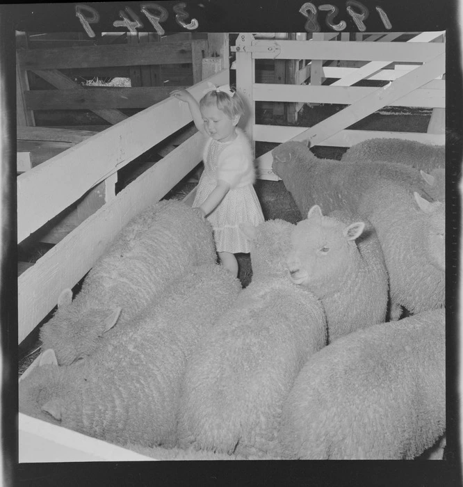 Girl with sheep at Carterton Agricultural and Pastoral Show