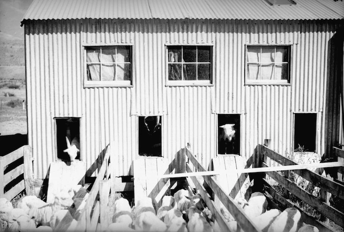 Corrugated iron shearing shed and holding pens for shorn 