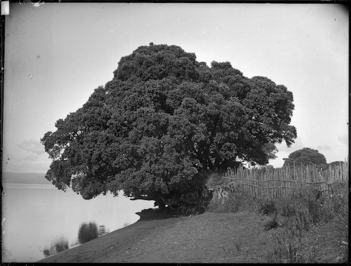 Pohutukawa tree, Maketu Pa, Kawhia Harbour | Record | DigitalNZ