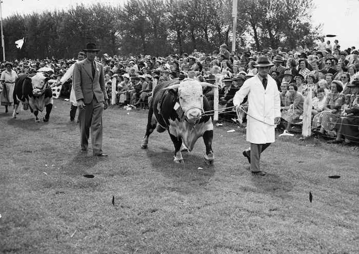 Bulls being paraded at A & P show, Gisborne - Photograph taken by Alan Sayers