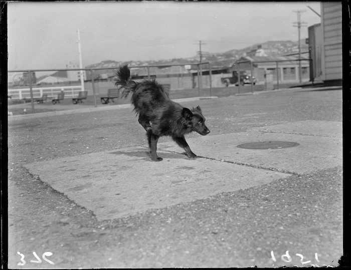 Dog that walks on front legs | Record | DigitalNZ