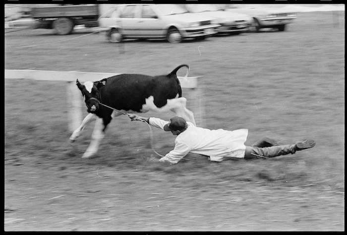 Hilton Parker being dragged by his runaway calf at an A & P show in Clareville, Wairarapa - Photograph taken by Ross Giblin