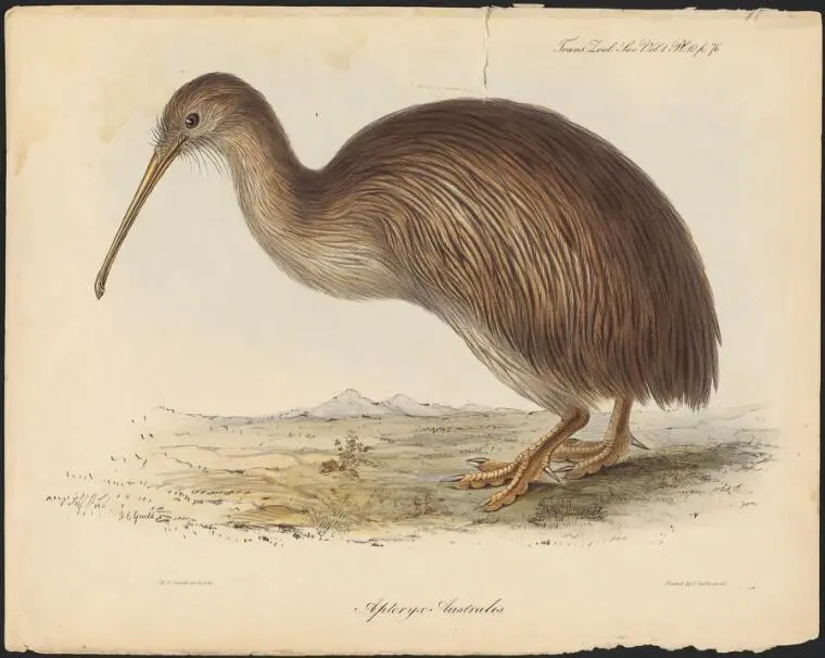 Apteryx australis [picture] / Record DigitalNZ