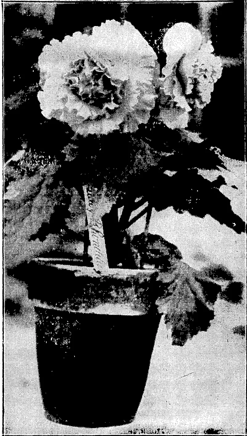 Evening Post" Photo.' FROM THE BEGONIA HOUSE.—A photograph of "Lady: Rhondda" one of the most beautiful of the Begonias, now floiv-1' ' ering in the glass-house at the Botanical Gardens. : (Evening Post, 06 January 1930)