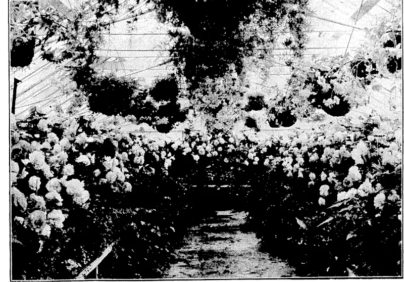 Evening Post" Photo. THE BEAUTY OF FLOWERS UNDER GLASS—In the Begonia House at the Botanical Gardens, Wellington, just now a blazing mass of vivid colour. (Evening Post, 29 January 1936)
