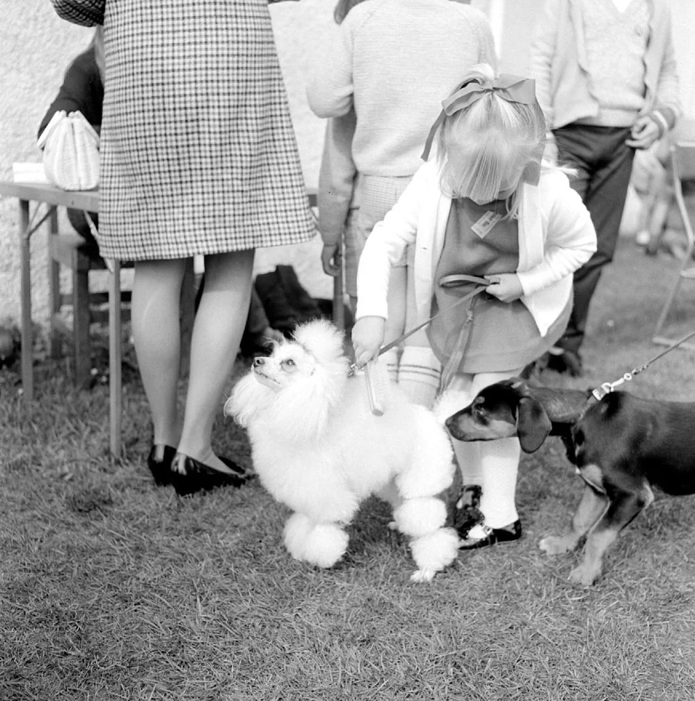 animal-rescue-dog-show-record-digitalnz