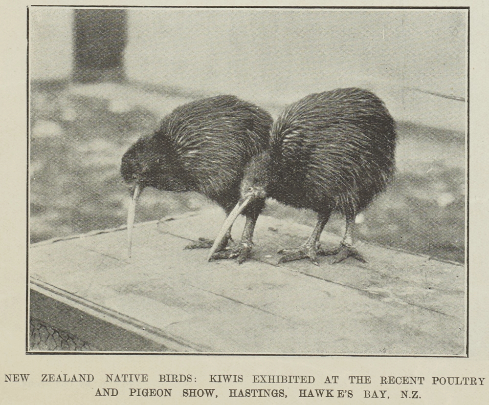 NEW ZEALAND NATIVE BIRDS KIWIS EXHIBITED AT THE RECENT POULTRY AND