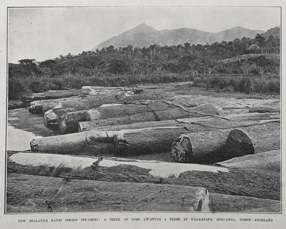 NEW ZEALAND'S KAURI TIMBER' INDUSTRY: A CREEK OF LOGS AWAITING A FRESH