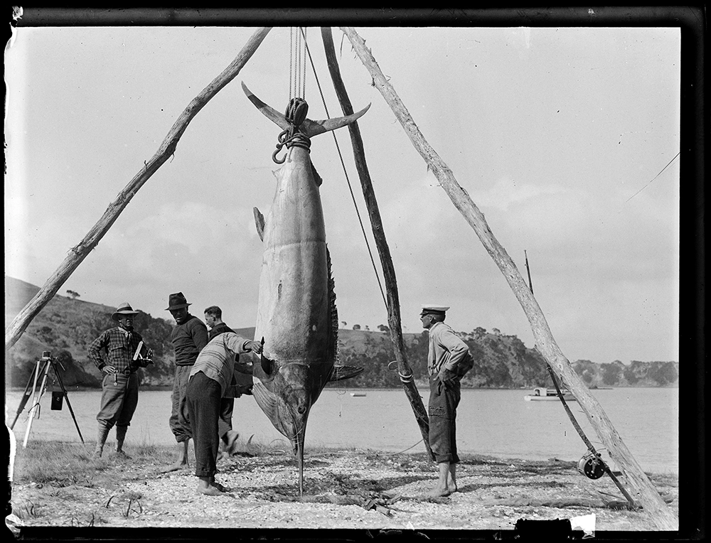 Old School Marlin Fishing - Catching marlin on Zane Grey's antique tackle 