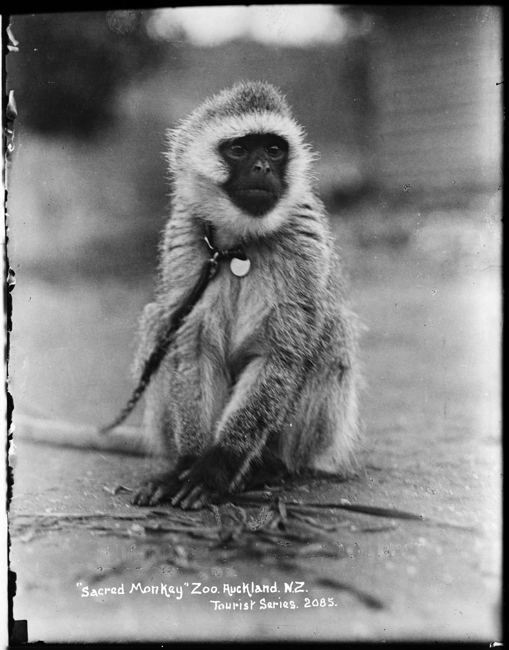 Sacred Monkey Zoo Auckland N Z Tourist Series 2085 Record DigitalNZ