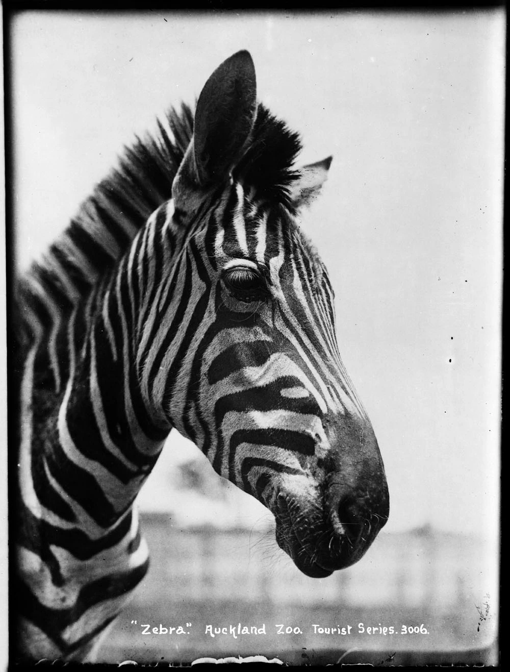 Zebra Auckland Zoo Tourist Series 3006 Record DigitalNZ