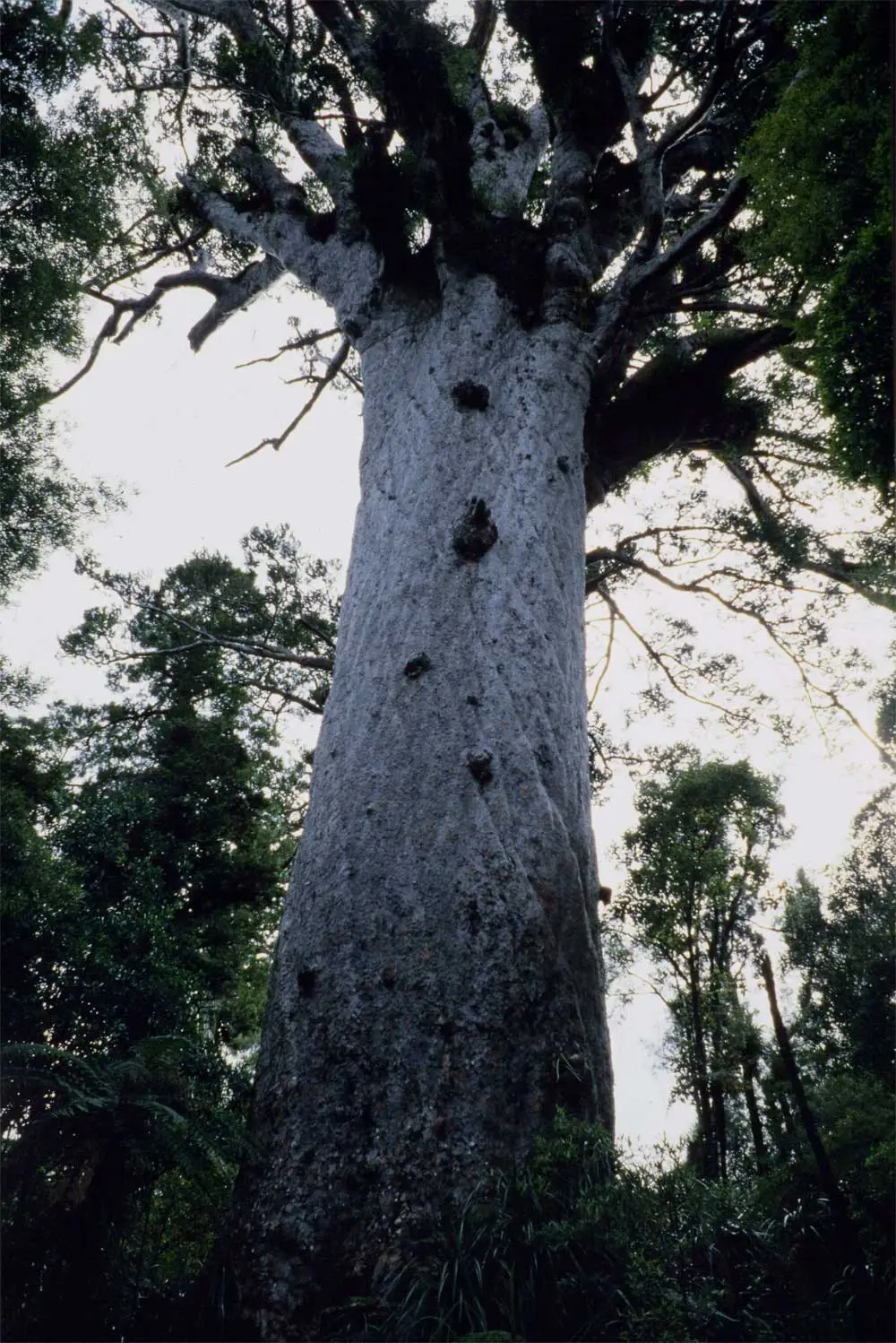 Showing 'Tane Mahuta' a kauri tree from the Northland kauri forest