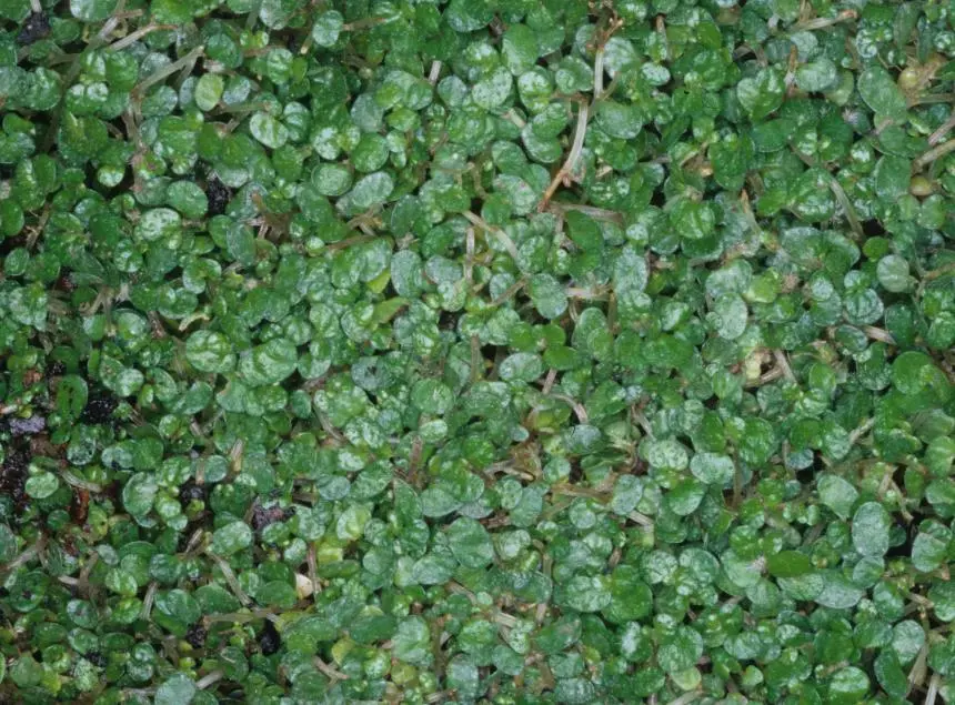 Soleirolia soleirolii (Req.) Dandy - Baby's tears, Mind your own business, Peace in the home