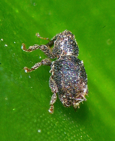 Cryptorhynchinae