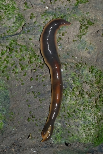 New Zealand Flatworm