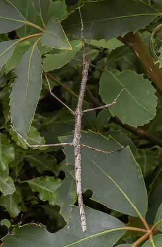 New Zealand Giant Stick Insect