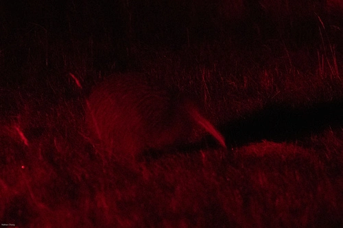 Stewart Island Brown Kiwi