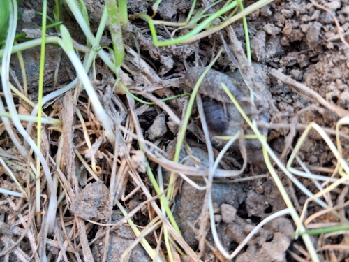 Woodlice, Pillbugs, and Rock Slaters