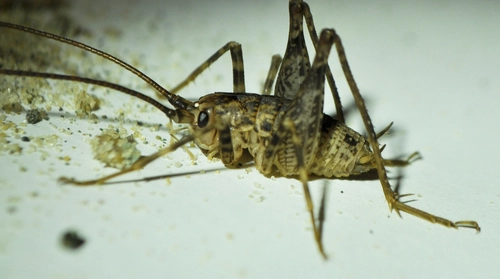 Pleioplectron simplex | Record | DigitalNZ