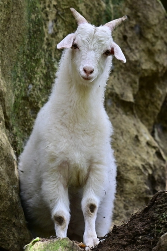 Domestic Goat