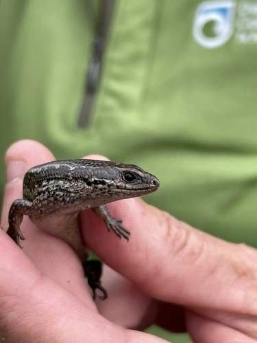 Newman's Speckled Skink