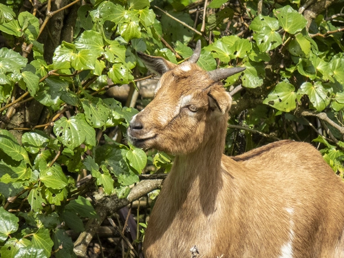 Domestic Goat