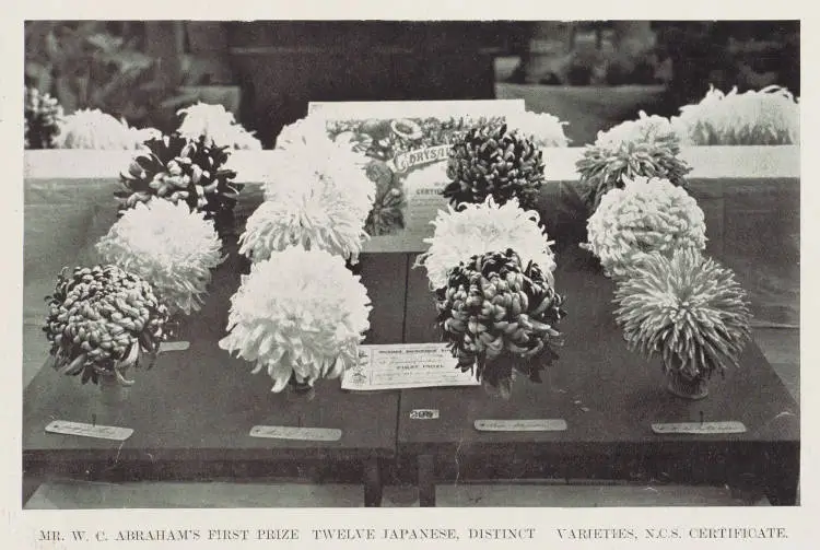 Mr. W. C. Abraham's first prize exhibit of twelve Japanese distinct varieties, N.C.S. Certificate