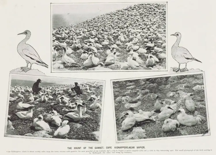 The haunt of the gannet, Cape Kidnappers, near Napier | Record | DigitalNZ