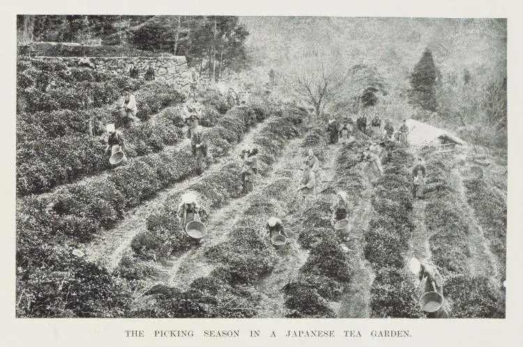 The picking season in a Japanese tea garden