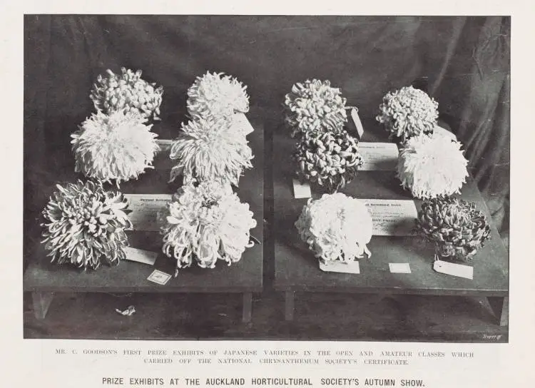 Mr. C. Goodson's first prize exhibits of Japanese varieties in the open and amateur class which carried off the national chrysanthemum society's certificate