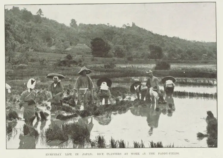 Everyday life in Japan: rice planters at work in the paddy-fields