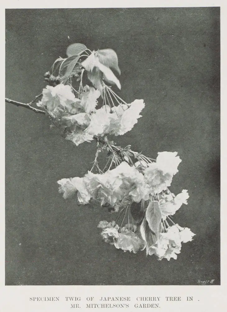 Specimen twig of Japanese cherry tree in Mr Mitchelson's garden